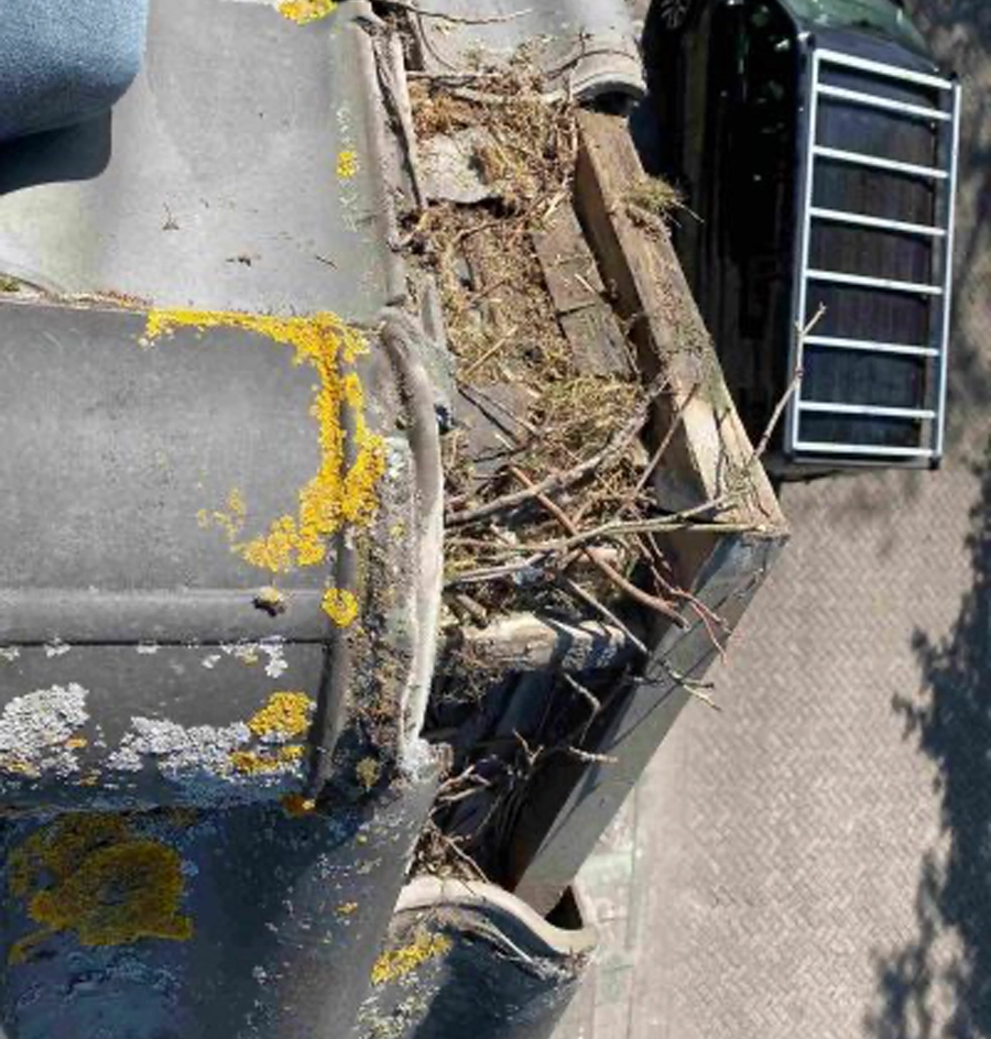 Vogelnest onder dakpannen verwijderen